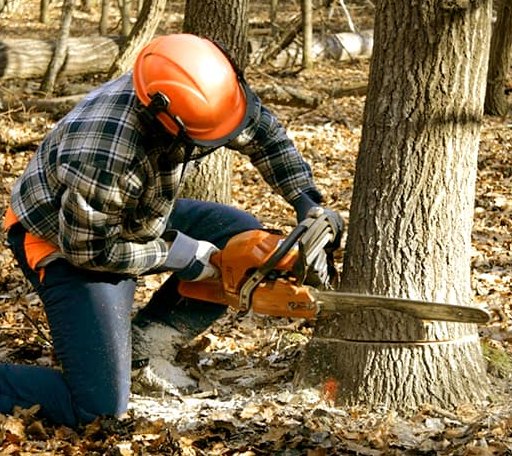 Tree Removal in Winn, ME